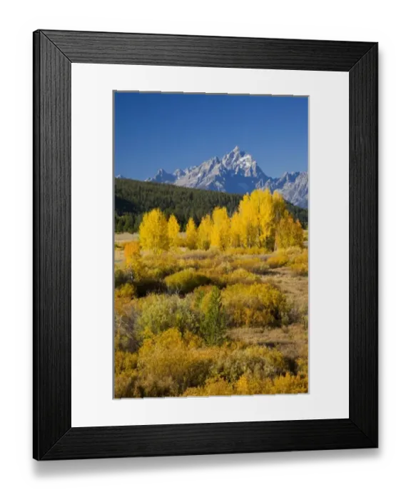 Framed Print : WY, Grand Teton National Park, Aspen Trees with the Teton Range