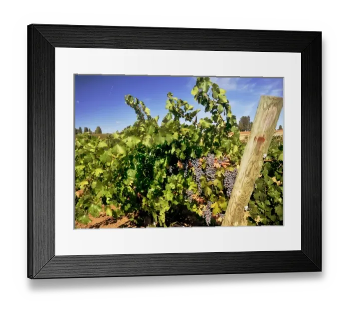 Framed Print : USA, California, Apple Hills Vineyard Framed Print : USA, California, Apple Hills Vineyard