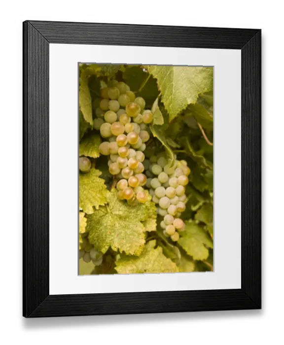 Framed Print : USA, North America, Washington Framed Print : USA, North America, Washington
