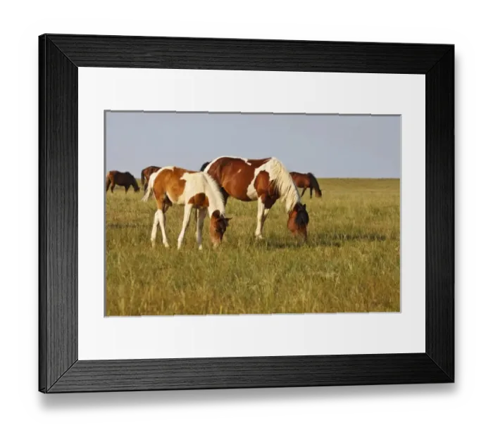 Framed Print : Feral Horse (Equus caballus) colt and mare grazing in the high, sagebrush country east of Cody Framed Print : Feral Horse (Equus caballus) colt and mare grazing in the high, sagebrush country east of Cody
