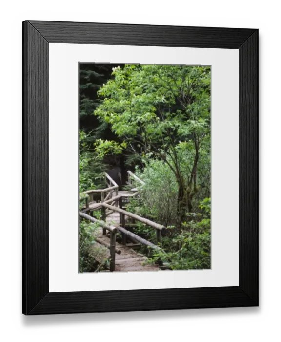 Framed Print : Bridge on the Trail to Shi Shi Beach, Olympic National Park, Washington, US Framed Print : Bridge on the Trail to Shi Shi Beach, Olympic National Park, Washington, US