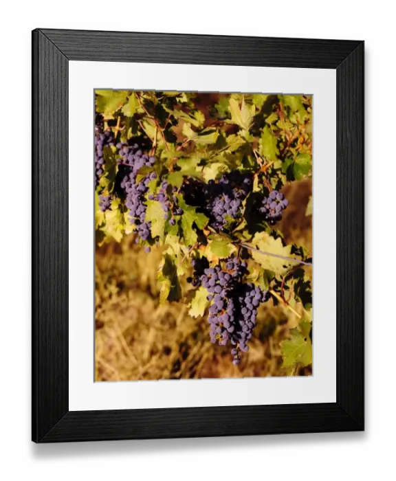 Framed Print : USA, North America, Washington Framed Print : USA, North America, Washington