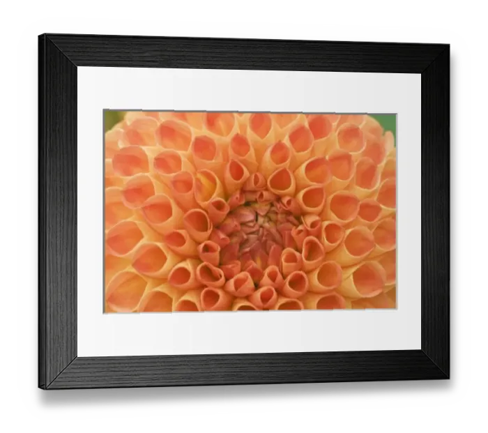 Framed Print : USA, Washington, Bellevue, Bellevue Botanical Garden, Dahlia Close-up Framed Print : USA, Washington, Bellevue, Bellevue Botanical Garden, Dahlia Close-up