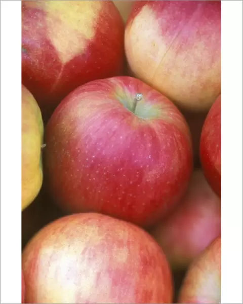 N. A. Washington, Methow Valley, Apples (selective focus)