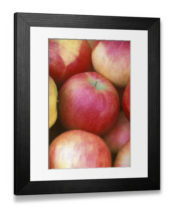 Framed Print : N. A. Washington, Methow Valley, Apples (selective focus) Framed Print : N. A. Washington, Methow Valley, Apples (selective focus)