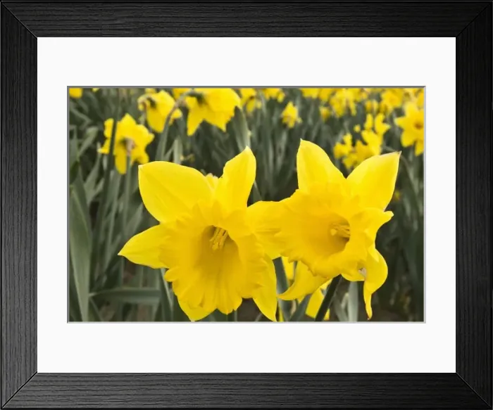 Framed Print : Skagit Valley, Washington. Daffodils in the Skagit Valley Washington state Framed Print : Skagit Valley, Washington. Daffodils in the Skagit Valley Washington state