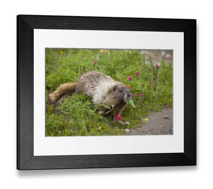 Framed Print : USA, North America, Washington Framed Print : USA, North America, Washington
