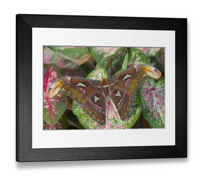 Framed Print : Sammamish, Washington captive raise largest of moths the Atlas Moth, Attacus atlas