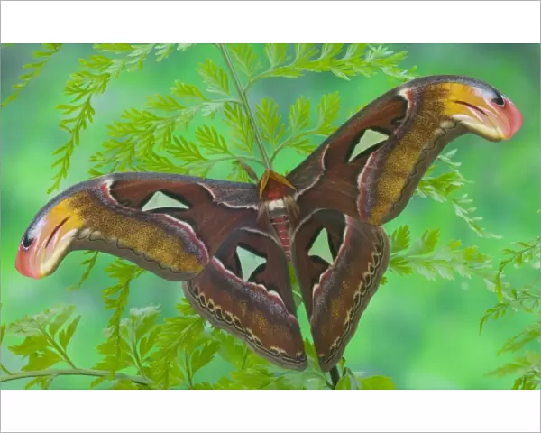 Sammamish, Washington captive raise largest of moths the Atlas Moth, Attacus atlas