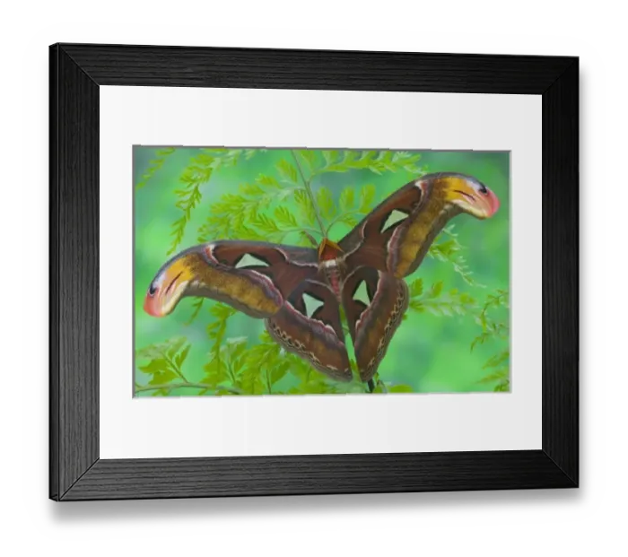 Framed Print : Sammamish, Washington captive raise largest of moths the Atlas Moth, Attacus atlas Framed Print : Sammamish, Washington captive raise largest of moths the Atlas Moth, Attacus atlas