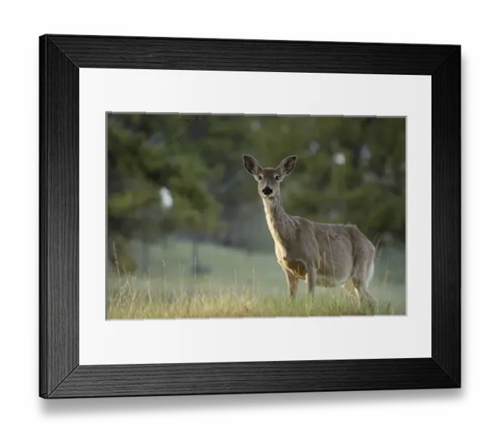 Framed Print : USA, North America, Wyoming Framed Print : USA, North America, Wyoming