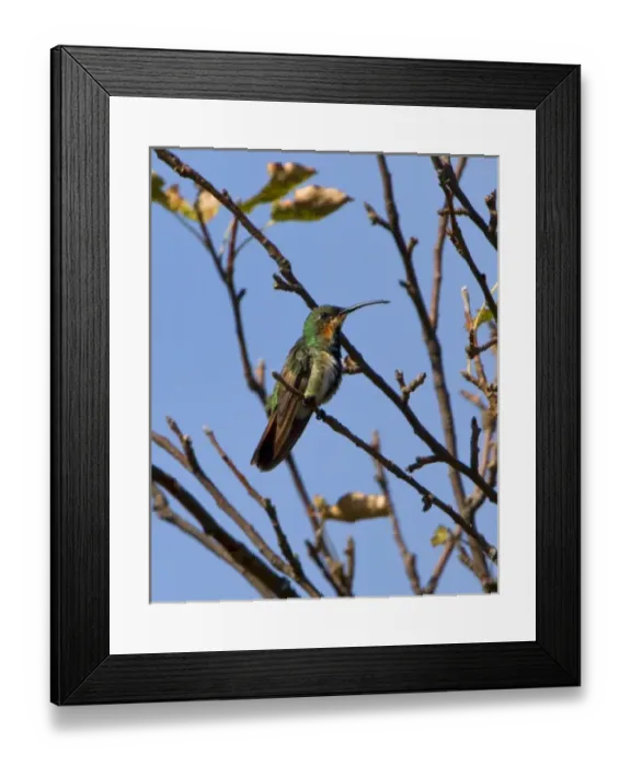 Framed Print : Green Breasted Mango Hummingbird Framed Print : Green Breasted Mango Hummingbird