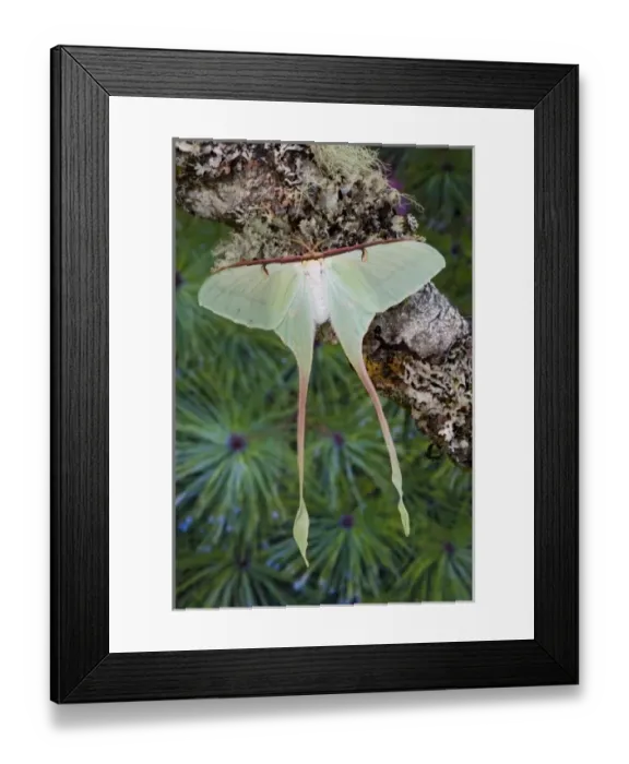Framed Print : USA, North America, Washington Framed Print : USA, North America, Washington