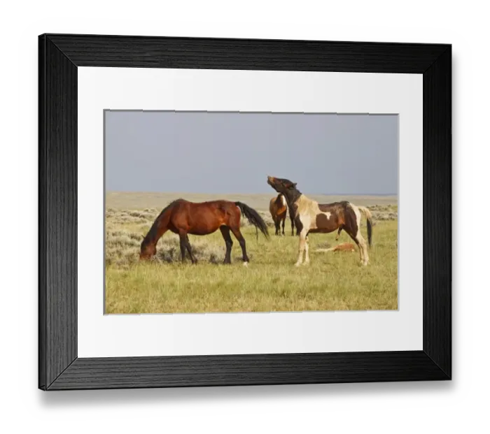 Framed Print : USA, North America, Wyoming Framed Print : USA, North America, Wyoming