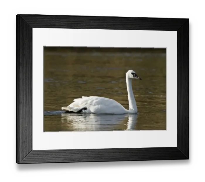 Framed Print : USA, Wyoming, Yellowstone National Park, Madison River. Trumpeter swan (Cygnus buccinator)