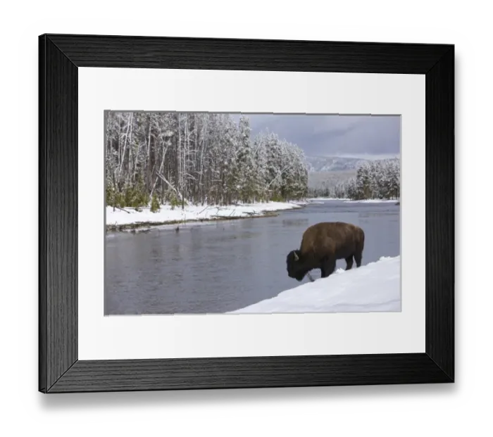 Framed Print : North America, USA, Wyoming, Yellowstone National Park. Bison beside a river Framed Print : North America, USA, Wyoming, Yellowstone National Park. Bison beside a river