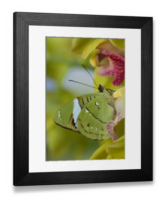 Framed Print : USA, North America, Washington Framed Print : USA, North America, Washington