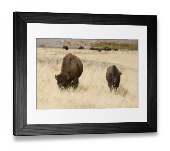 Framed Print : USA, North America, Wyoming