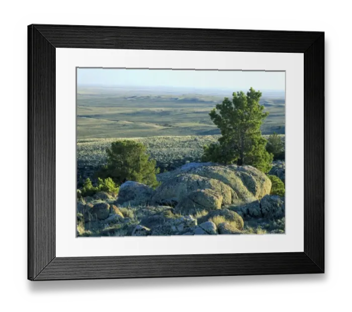 Framed Print : Wyoming. USA. Boulders & limber pines on Continental Divide above Great Divide Basin Framed Print : Wyoming. USA. Boulders & limber pines on Continental Divide above Great Divide Basin