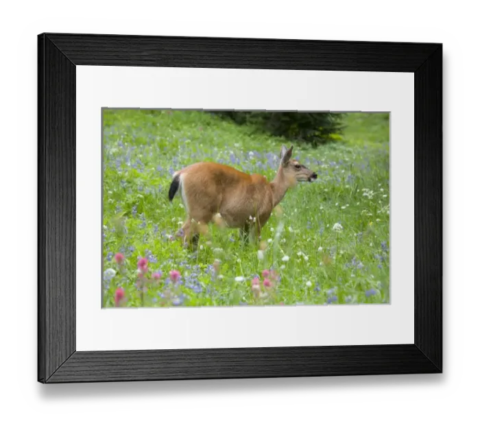 Framed Print : USA, North America, Washington Framed Print : USA, North America, Washington