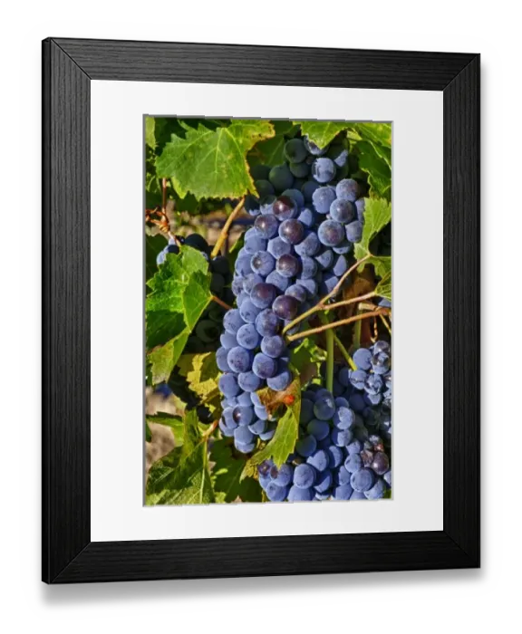 Framed Print : USA, Washington, Yakima Valley. Crush at Teft Cellars in the Rattlesnake Hills AVA Framed Print : USA, Washington, Yakima Valley. Crush at Teft Cellars in the Rattlesnake Hills AVA