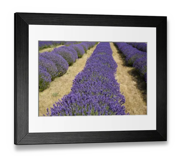 Framed Print : USA, Washington, Sequim, Lavender Festival, Olympic Lavender Farm Framed Print : USA, Washington, Sequim, Lavender Festival, Olympic Lavender Farm