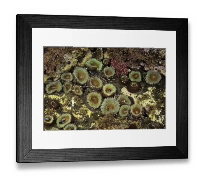 Framed Print : USA, North America, Washington