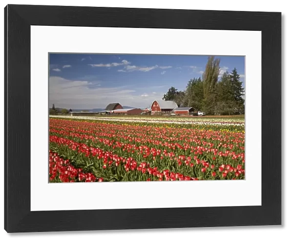 WA, Skagit Valley, Tulip fields in bloom, at Tulip Towne