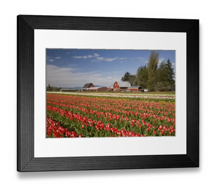 Framed Print : WA, Skagit Valley, Tulip fields in bloom, at Tulip Towne Framed Print : WA, Skagit Valley, Tulip fields in bloom, at Tulip Towne
