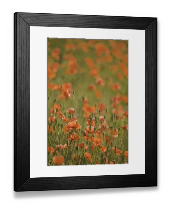 Framed Print : NA, USA, Washington State, Colfax, Fire Poppies Growing in the Palouse Region of Framed Print : NA, USA, Washington State, Colfax, Fire Poppies Growing in the Palouse Region of