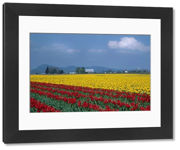 USA, Washington, Skagit Valley. Fields of red and yellow tulips