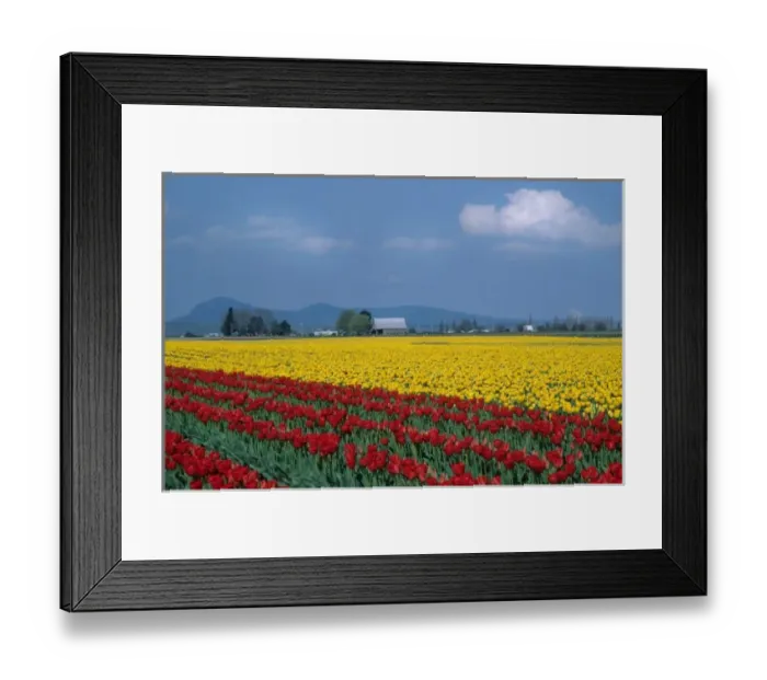 Framed Print : USA, Washington, Skagit Valley. Fields of red and yellow tulips
