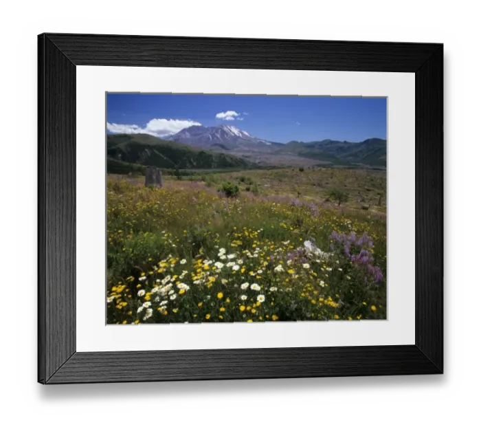 Framed Print : WA, Mt. St. Helens National Volcanic Monument, Mt. St. Helens, view from Coldwater Ridge Framed Print : WA, Mt. St. Helens National Volcanic Monument, Mt. St. Helens, view from Coldwater Ridge