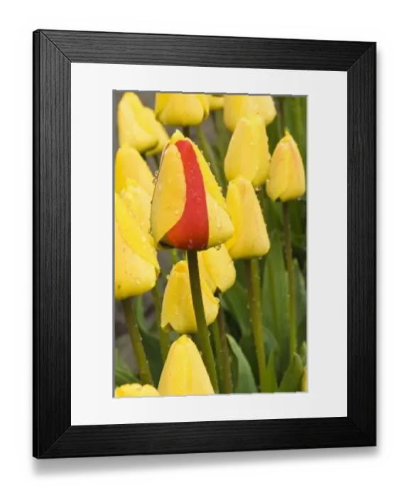 Framed Print : USA, North America, Washington