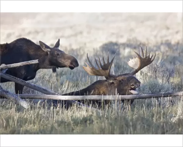 WY, Grand Teton National Park, Bull and Cow Moose, during the mating season, (Alces