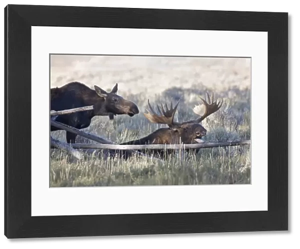 WY, Grand Teton National Park, Bull and Cow Moose, during the mating season, (Alces