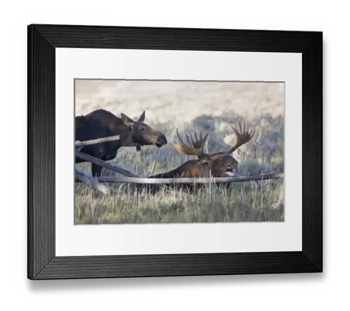 Framed Print : WY, Grand Teton National Park, Bull and Cow Moose, during the mating season, (Alces Framed Print : WY, Grand Teton National Park, Bull and Cow Moose, during the mating season, (Alces