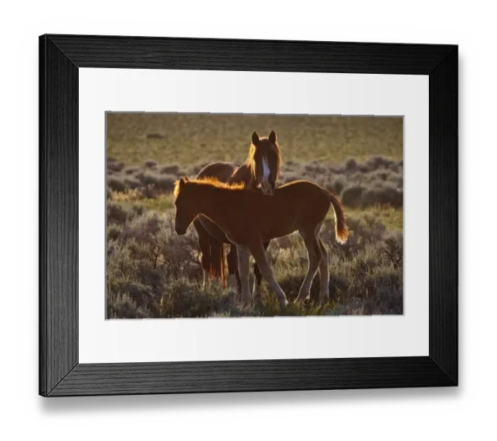 Framed Print : Feral Horse (Equus caballus) adult and colt in the high, sagebrush country east of Cody Framed Print : Feral Horse (Equus caballus) adult and colt in the high, sagebrush country east of Cody