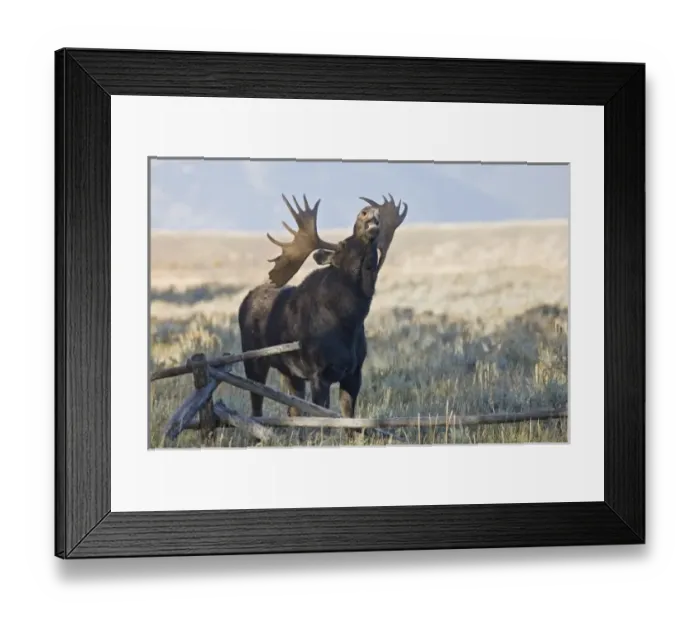 Framed Print : USA, North America, Wyoming