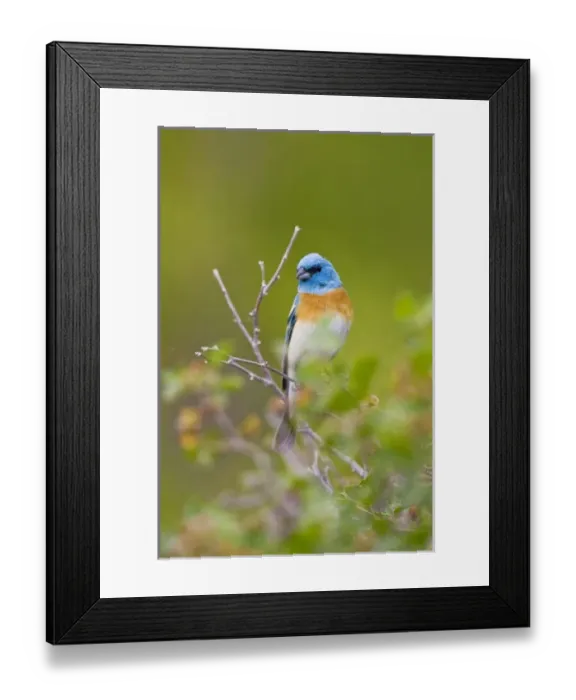 Framed Print : USA, North America, Wyoming Framed Print : USA, North America, Wyoming