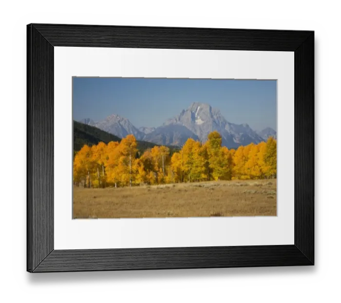 Framed Print : WY, Grand Teton National Park, Aspen Trees with Teton Range and Mount Moran Framed Print : WY, Grand Teton National Park, Aspen Trees with Teton Range and Mount Moran