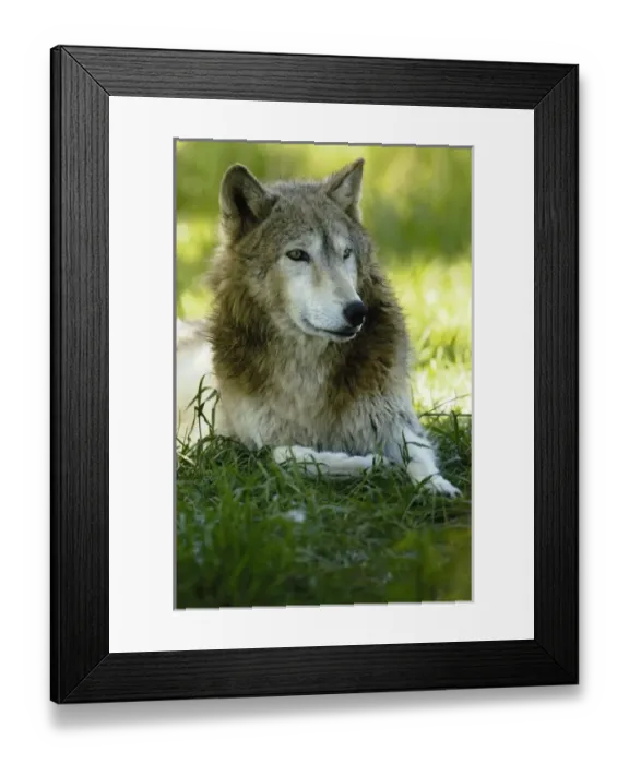Framed Print : USA, North America, Wyoming Framed Print : USA, North America, Wyoming