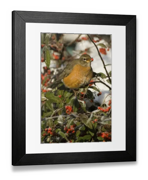 Framed Print : North America, USA, WA, Whidbey Island, Coupeville. American Robin (Turdus migratorius) Framed Print : North America, USA, WA, Whidbey Island, Coupeville. American Robin (Turdus migratorius)