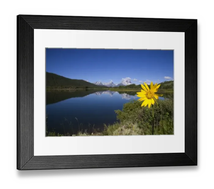Framed Print : Teton National Park along the Snake River, Wyoming. Yellow balsam root flower in foreground Framed Print : Teton National Park along the Snake River, Wyoming. Yellow balsam root flower in foreground