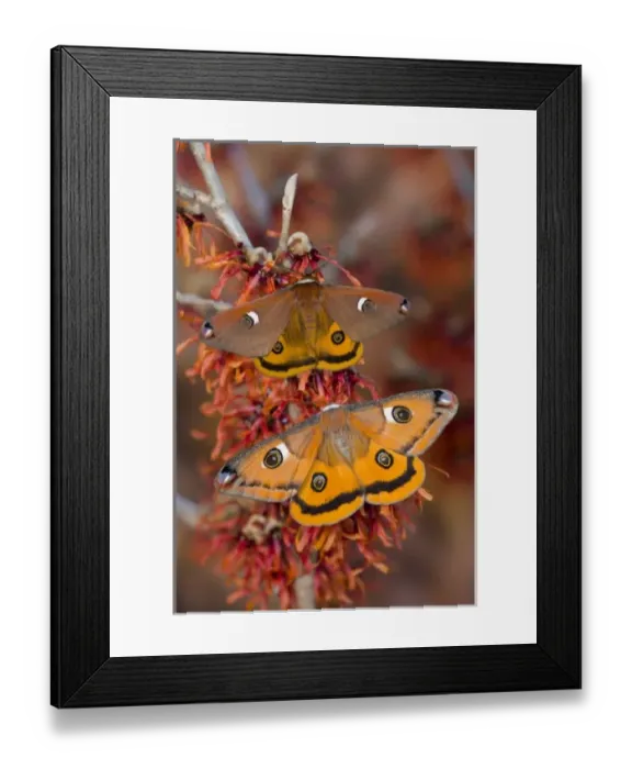 Framed Print : Sammamish, Washington a North American species from California. A pair of small silk Framed Print : Sammamish, Washington a North American species from California. A pair of small silk
