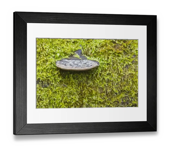 Framed Print : USA, North America, Washington