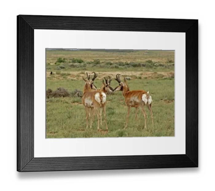 Framed Print : USA, North America, Wyoming