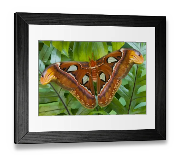 Framed Print : Sammamish, Washington Atlas Moth the largest in the world Framed Print : Sammamish, Washington Atlas Moth the largest in the world