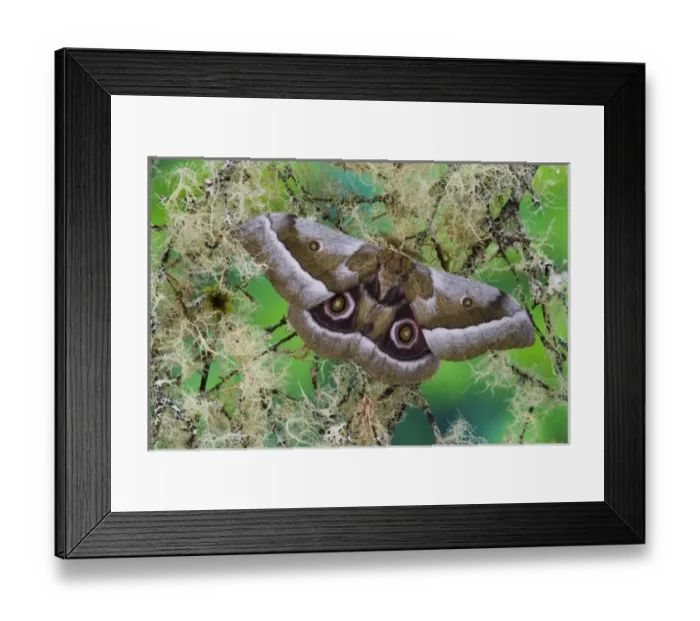 Framed Print : Silk Moth Gonimbrasia zambesina photographed in Sammamish, Washington Framed Print : Silk Moth Gonimbrasia zambesina photographed in Sammamish, Washington