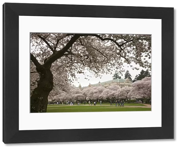 WA, Seattle, Cherry trees in bloom at the University of Washington
